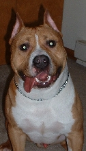 Chipper Dog