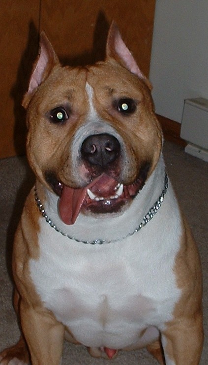 Chipper Dog