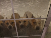 a whoel pack of them