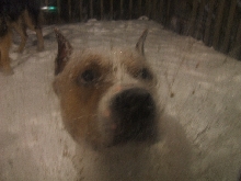 Snow george