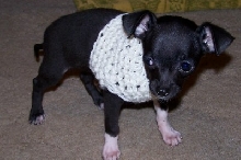 Tux in sweater
