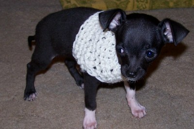 Tux in sweater