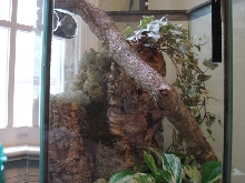 Top Half of Terrarium