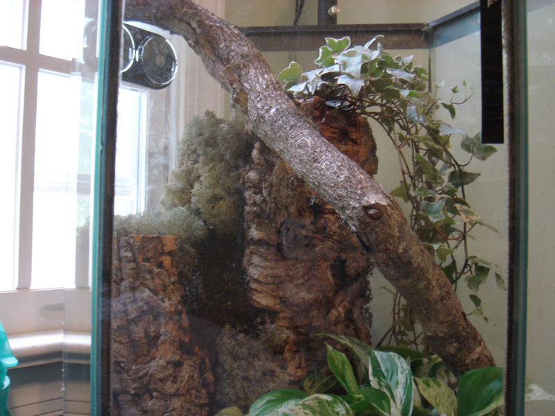 Top Half of Terrarium