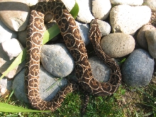 urutu