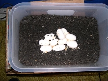 10 bairdi eggs
