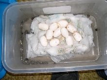 11 bairdi eggs 6-3-07
