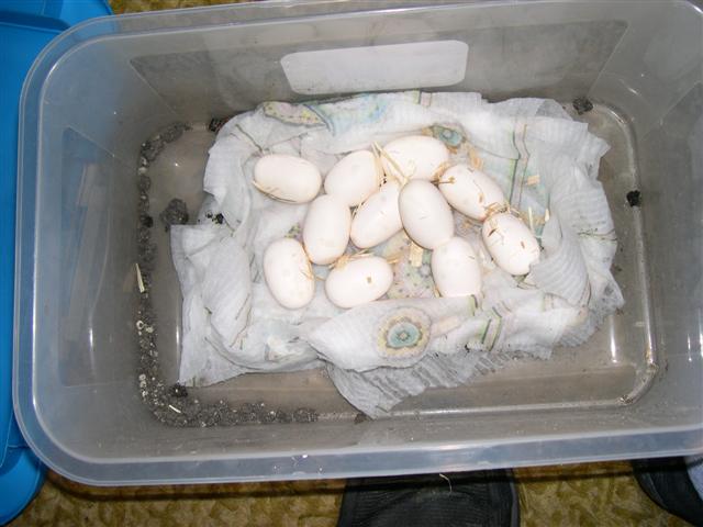 11 bairdi eggs 6-3-07