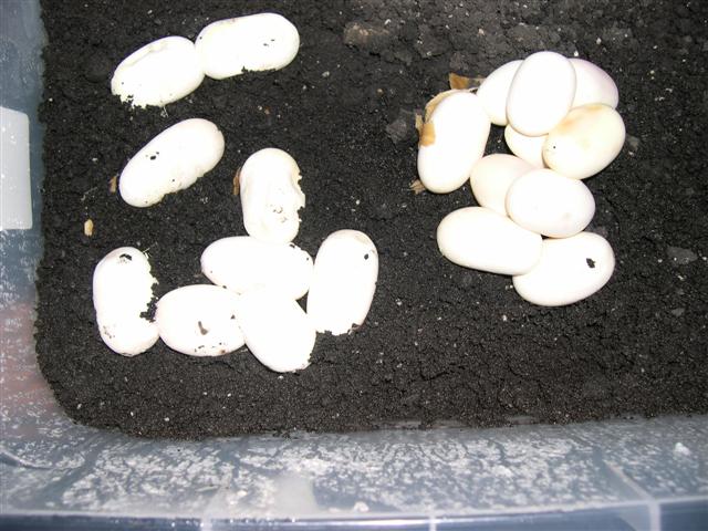 19 bairdi eggs 2008