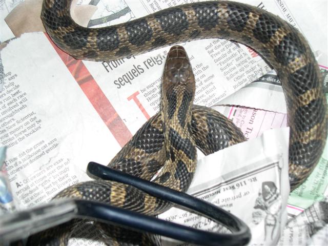 Fox snake