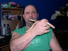 Coachwhip chilling.