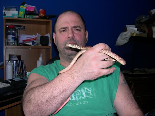 Coachwhip chilling.