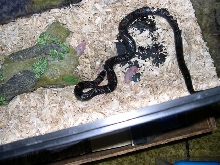 Female black milk chowing.