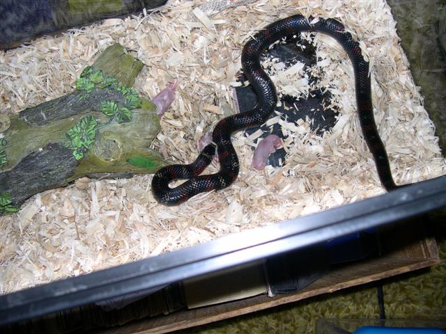 Female black milk chowing.