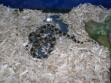 northern pine female