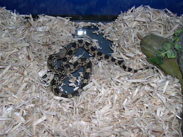 northern pine female
