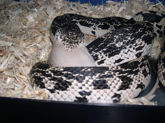 Female northern pine 1st rat