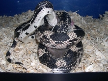 Female northern pine 2cd rat