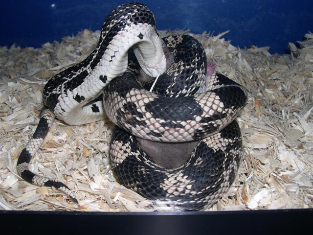 Female northern pine 2cd rat