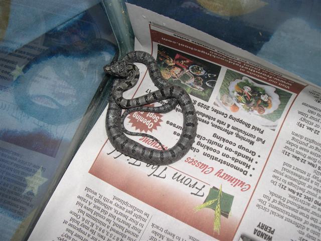 First bairdi hatchling of year