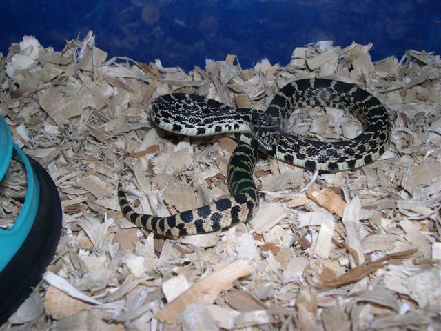 Kankakee female being sassy.