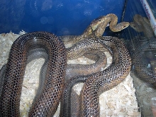 Male with other female bairdi