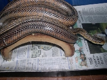 Male bairdi on log.