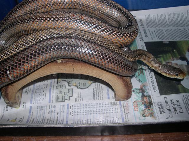Male bairdi on log.