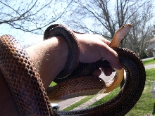 Big male bairdi outside