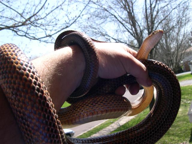 Big male bairdi outside