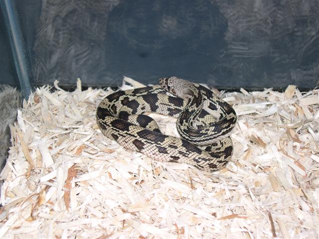 Male northern pine