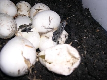 Side shot of second hatchling bairdi