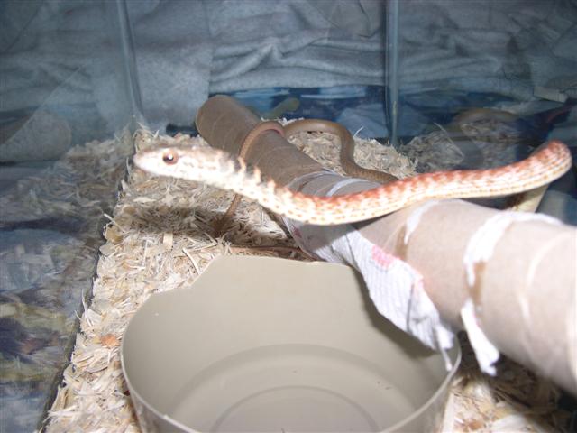 Western coachwhip on the move.
