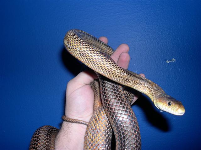 big guy.