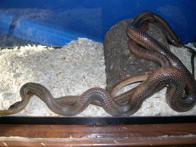 Bairdi breeding full shot.