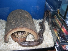 Bairdi breeding needing some privacy.