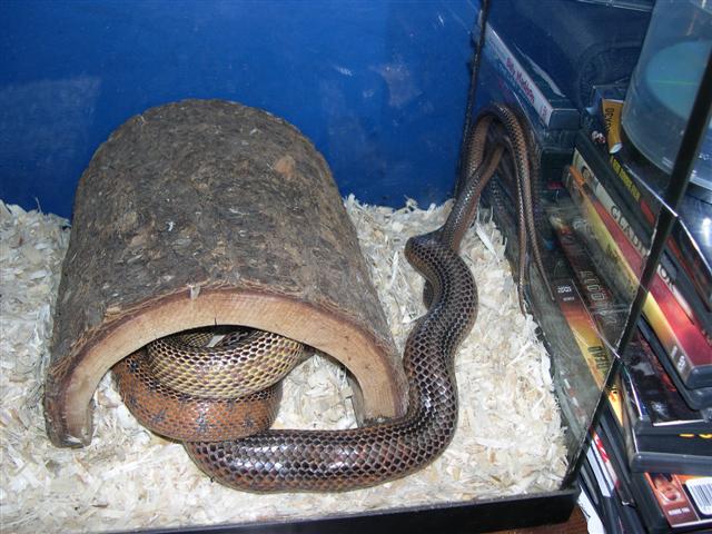 Bairdi breeding needing some privacy.