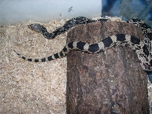 Female northern pine 5 months old