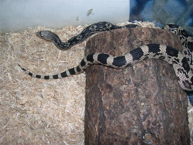 Female northern pine 5 months old