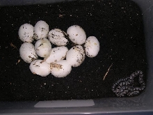 pipping eggs and first bairdi out 07