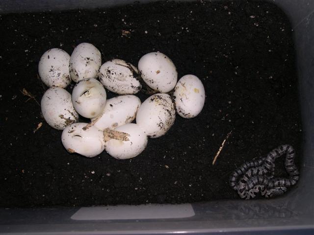 pipping eggs and first bairdi out 07