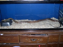 Huge male Bairdi