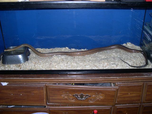 Huge male Bairdi