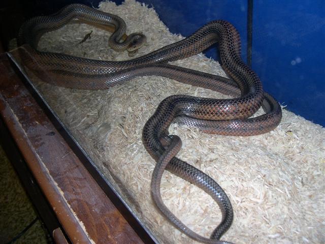 Bairds breeding