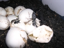 Top of head shot comming out of egg.