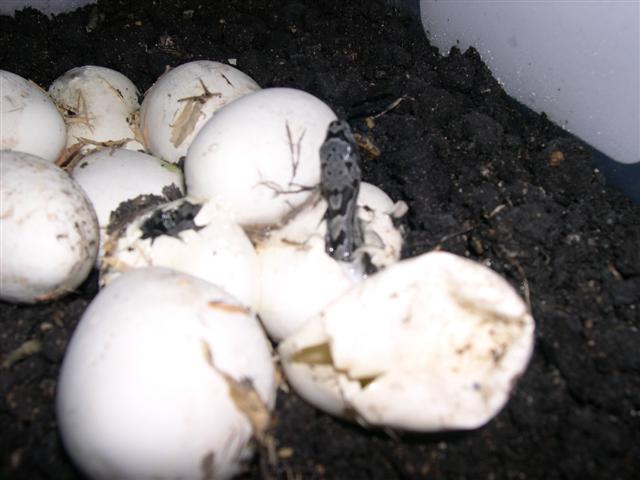 Top of head shot comming out of egg.