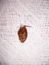 oak leaf cacoon