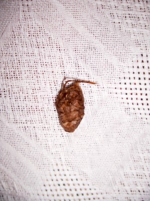 oak leaf cacoon
