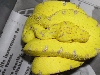 Canary