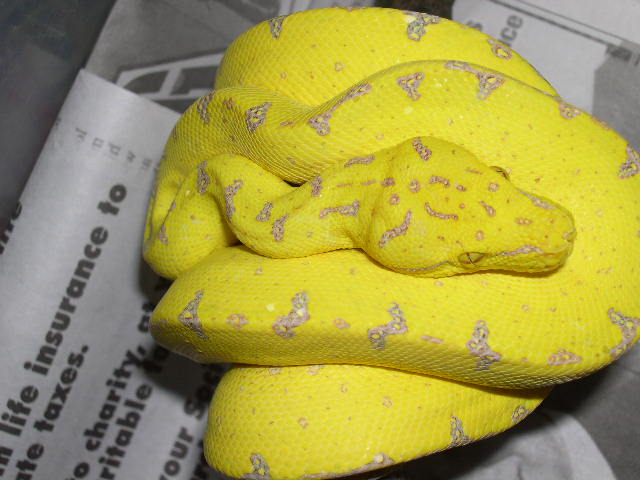 Canary